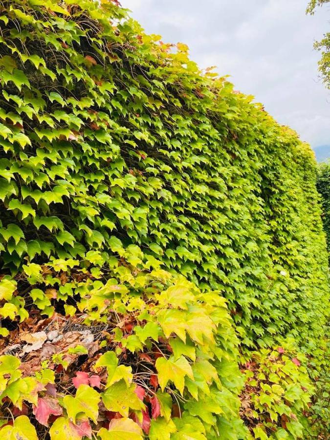 Green House Hotel Lagodekhi Ngoại thất bức ảnh